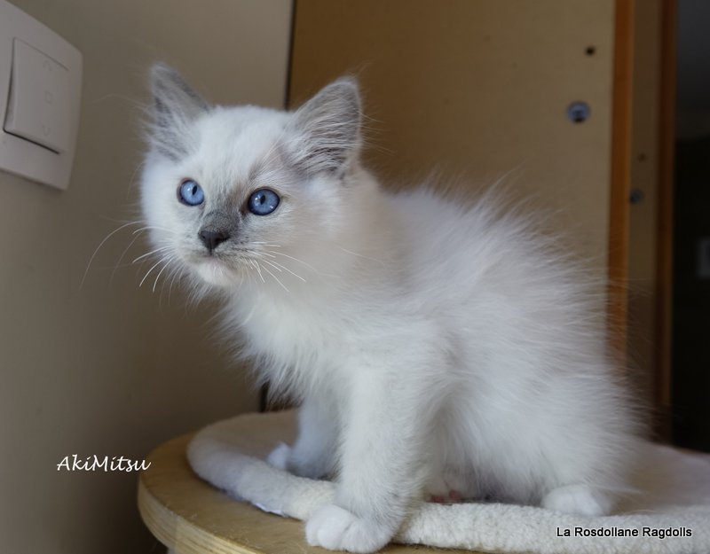 Akim, chaton ragdoll doux