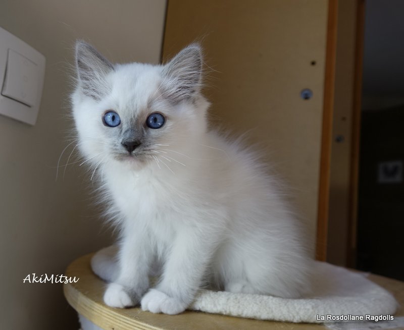 Akim, chaton ragdoll attentif