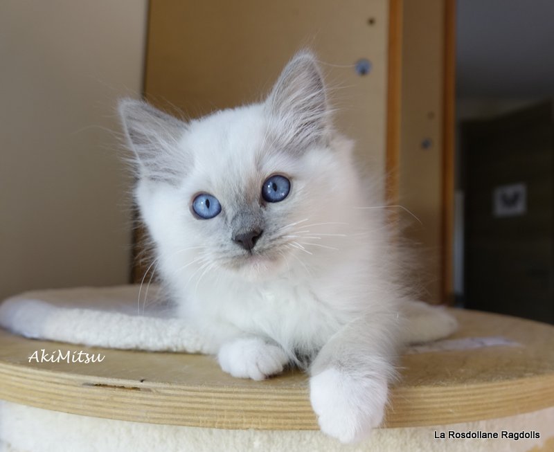 Akim, chaton ragdoll male lilac mitted