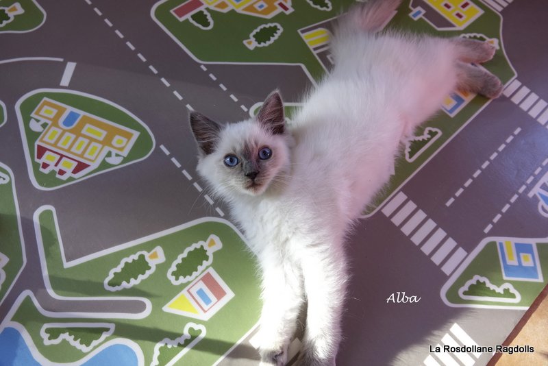 Alba, chaton ragdoll femelle blue mitted avec flamme