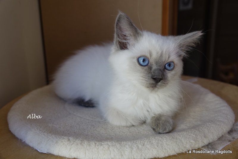 Portrait d'Alba, chaton ragdoll