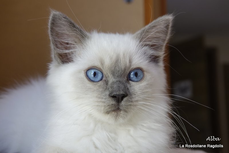Alba, chaton ragdoll en seance photo