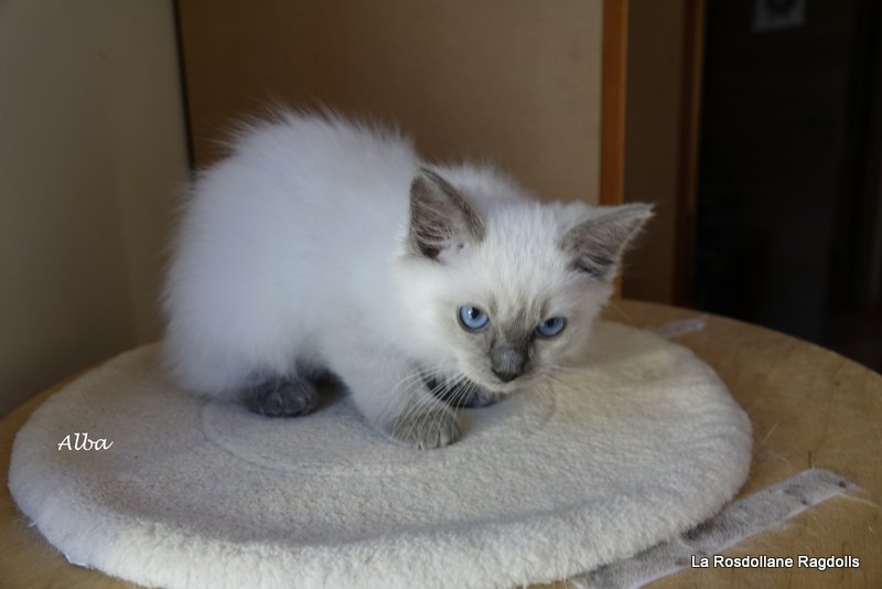 Alba, chaton ragdoll femelle blue mitted