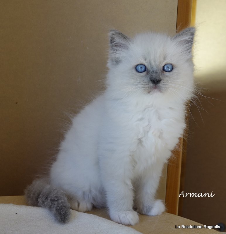 Armani, chaton ragdoll male blue point