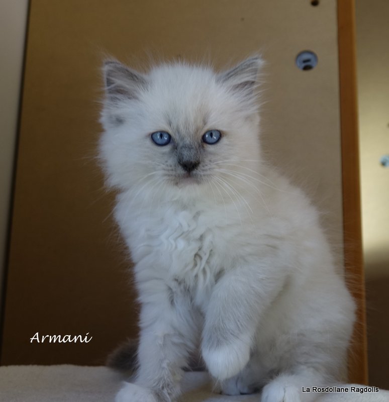 Portrait d'Armani, chaton ragdoll
