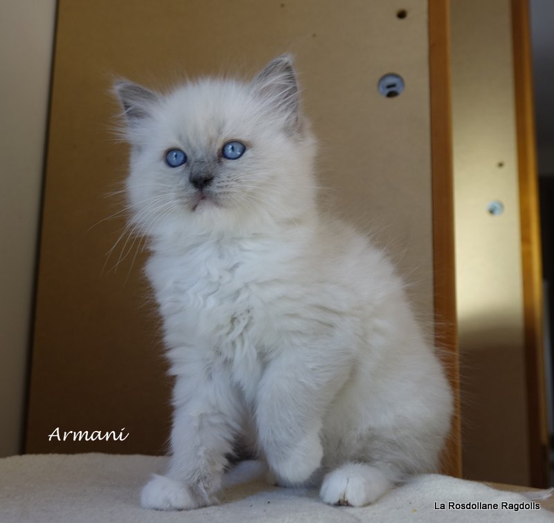 Armani, chaton ragdoll en seance photo