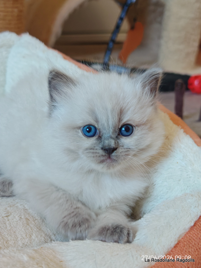 Bamba