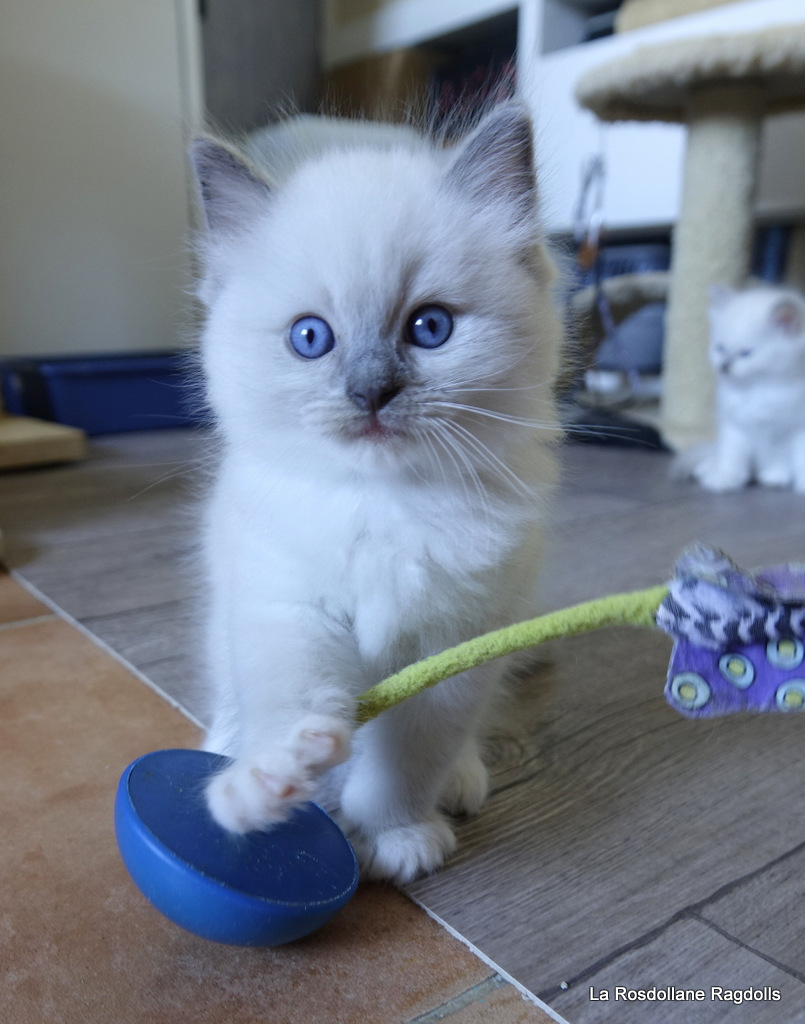 Blueberry