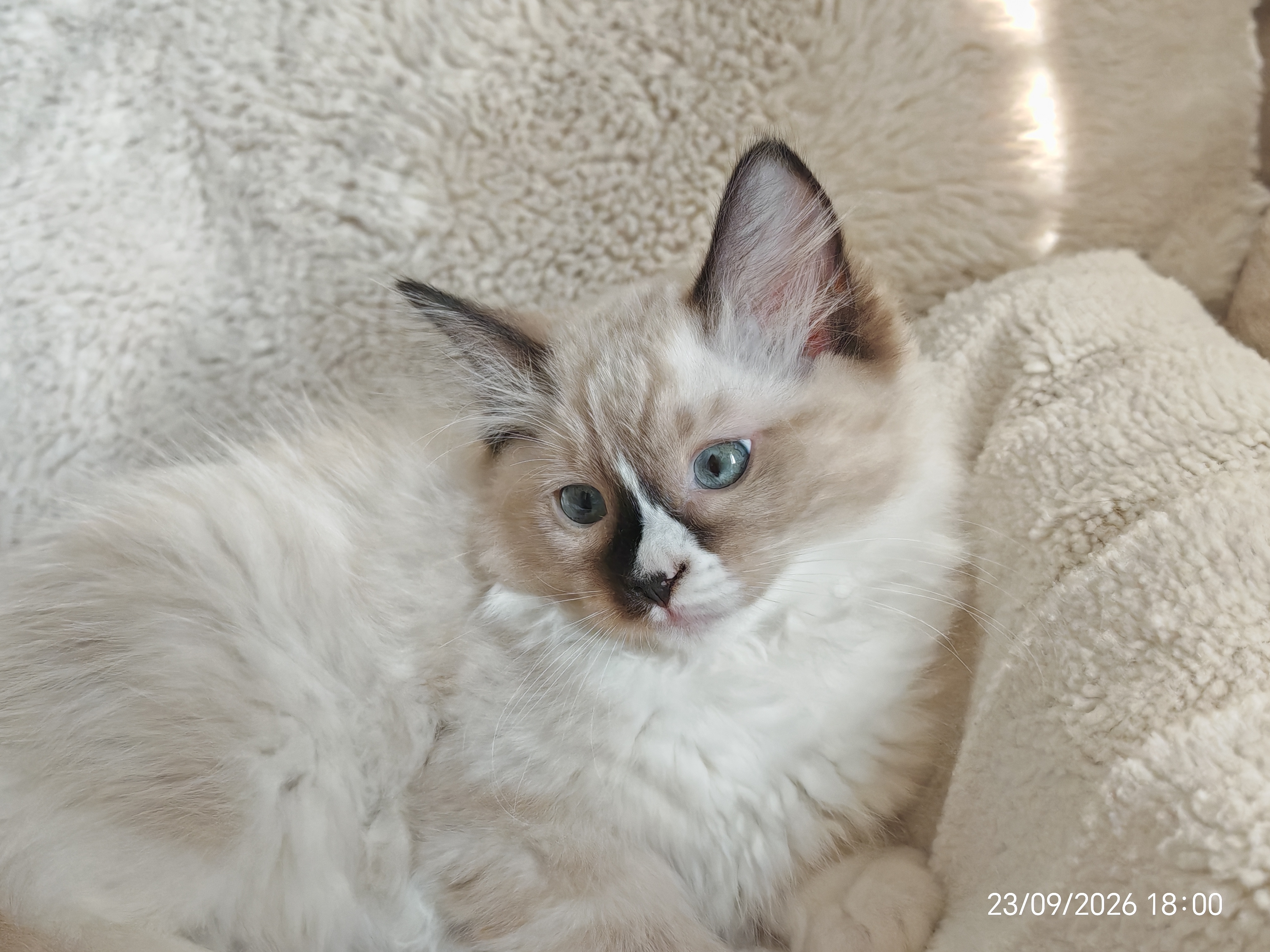 Babette