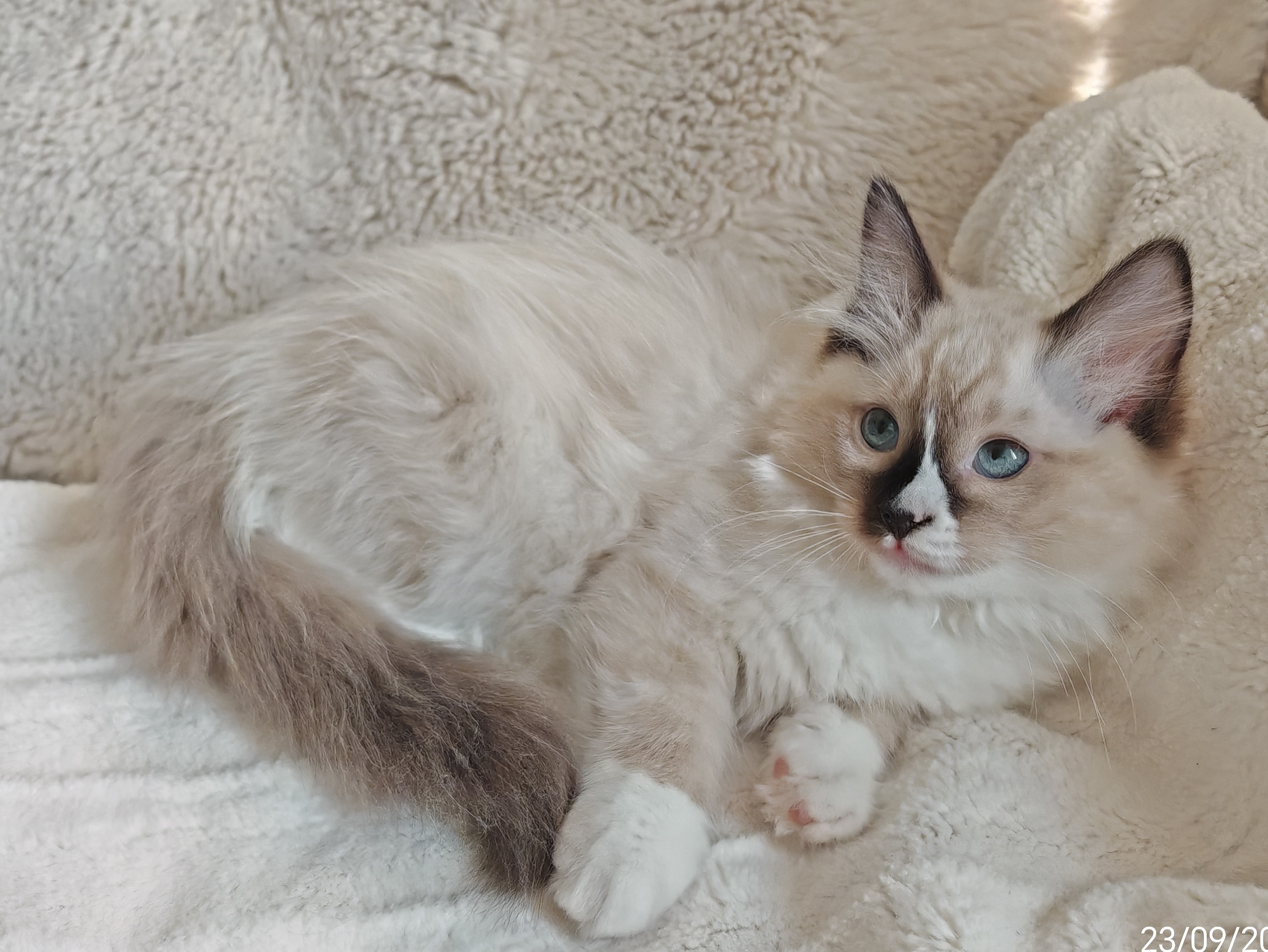 Babette