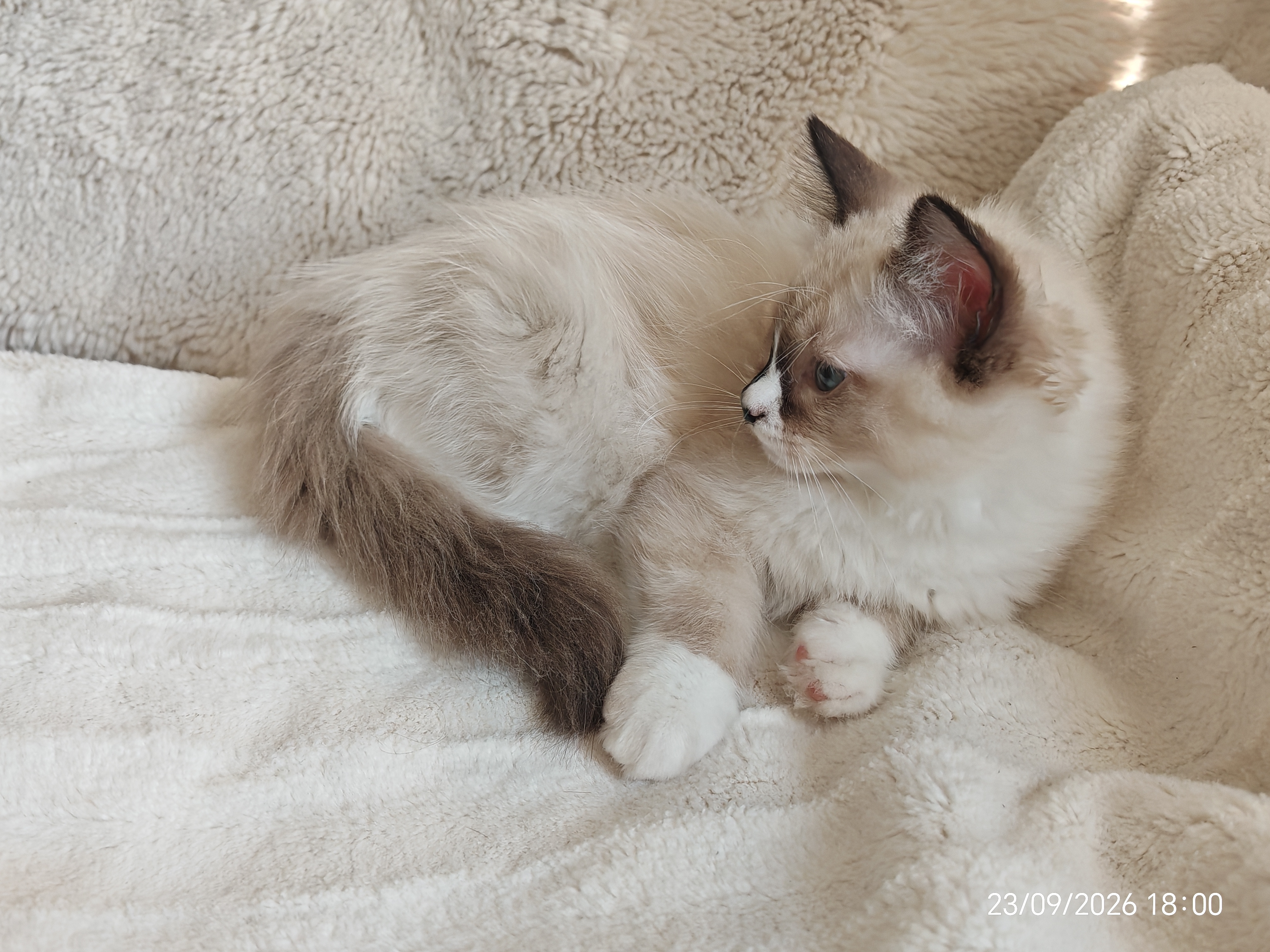 Babette