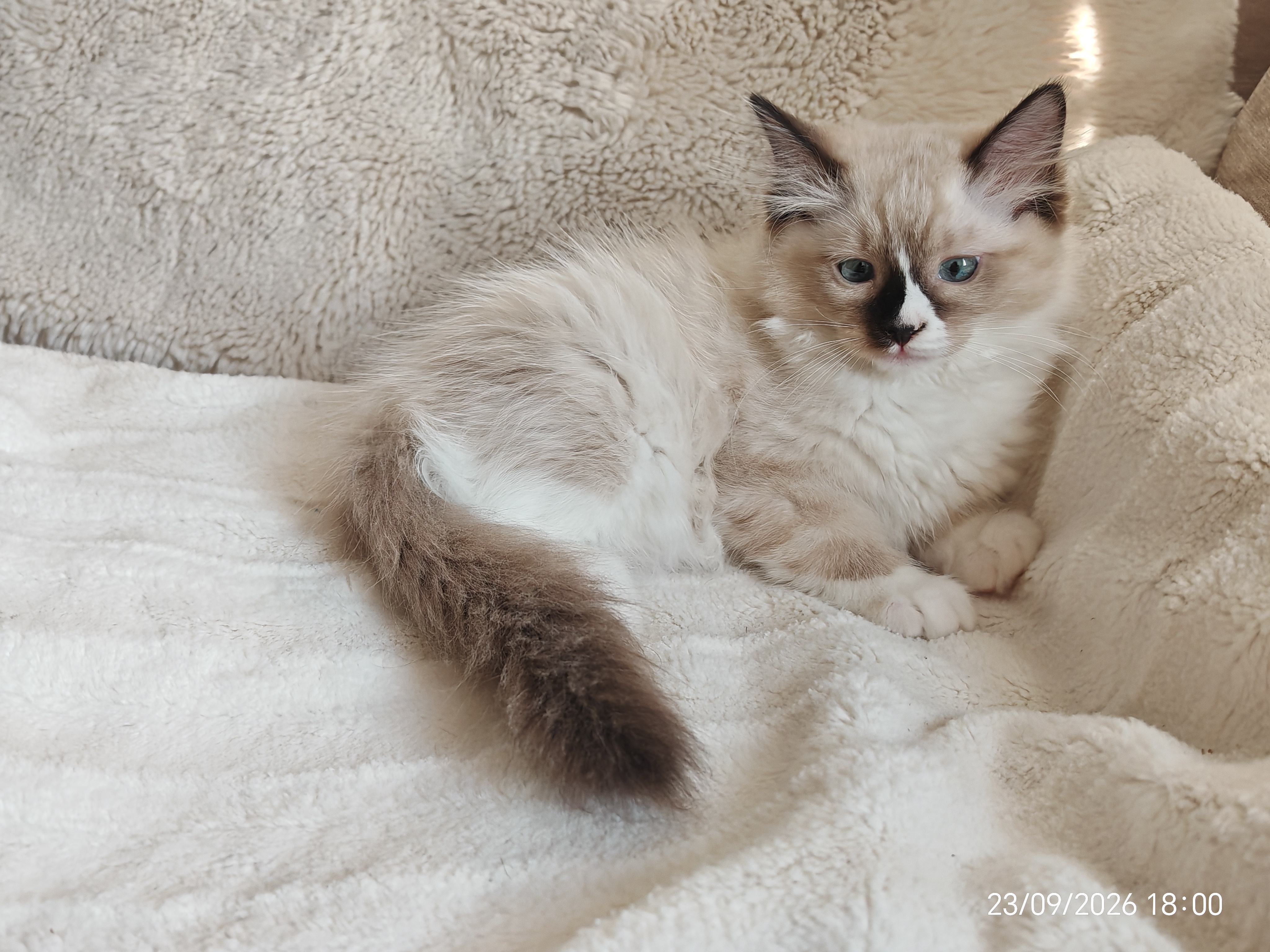 Babette