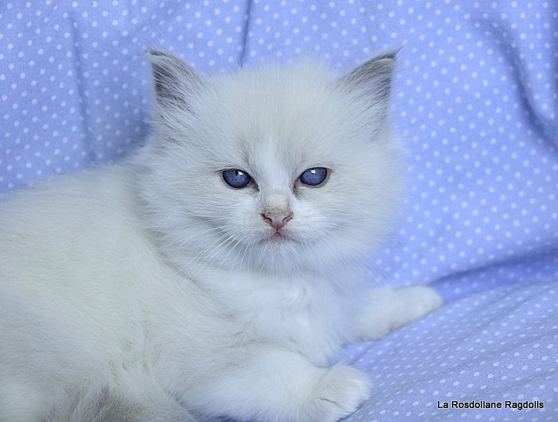 Blue Magic