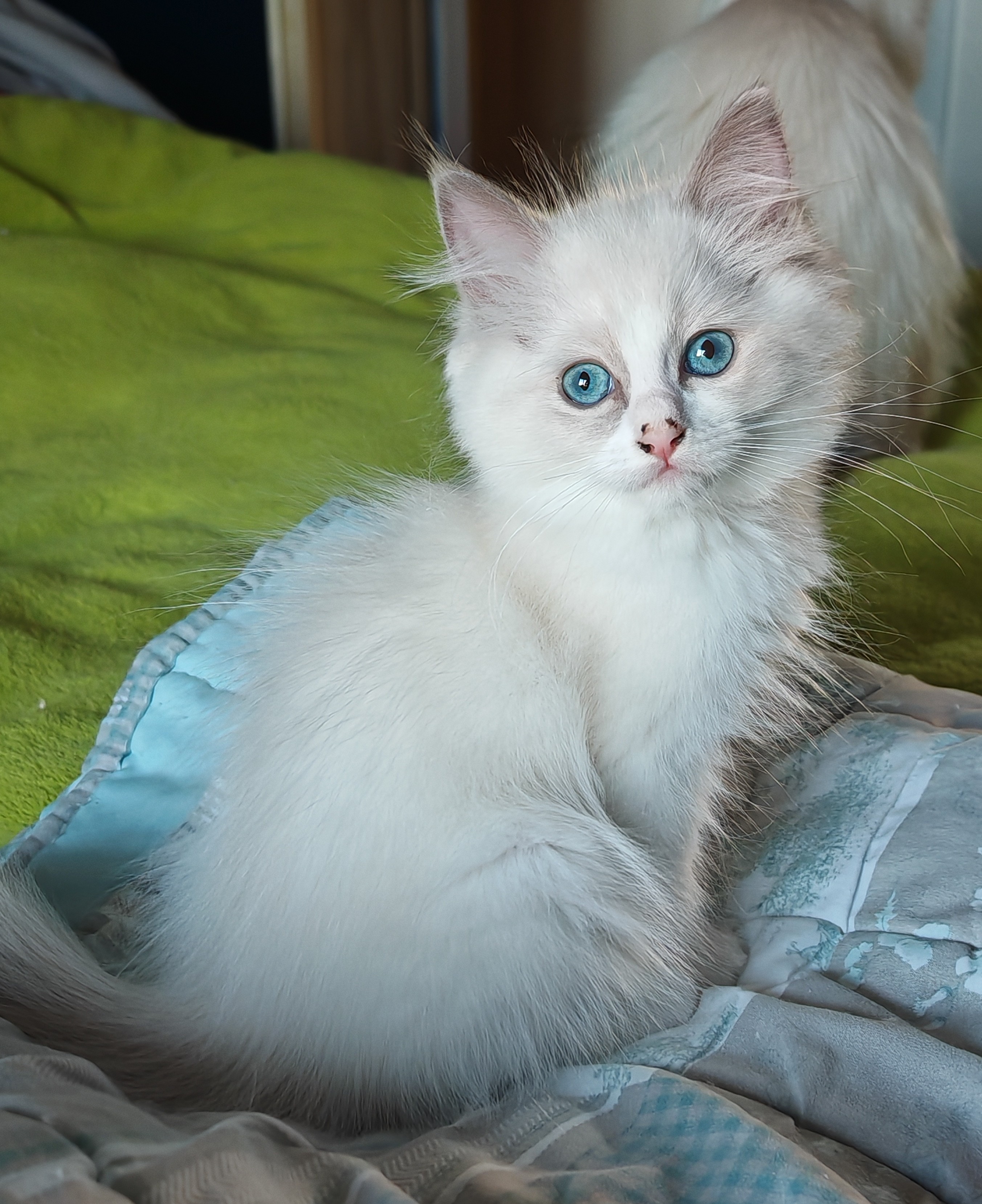 Iris