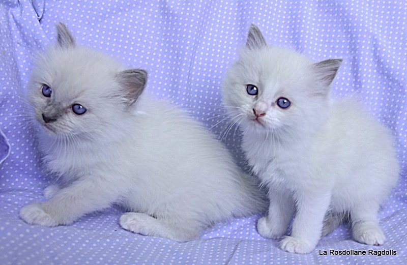 Les chatons de Vodka et Adonis