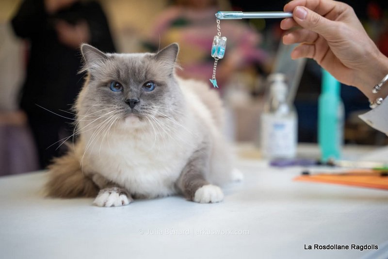 Photo chat ragdoll blue mitted sur la table d'un juge en exposition