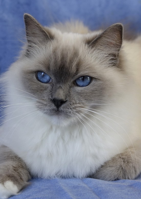 femelle ragdoll reproductrice sblue mitted