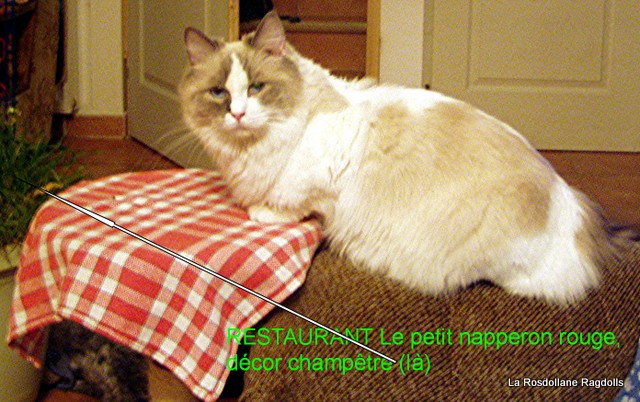 femelle ragdoll blue bicolore