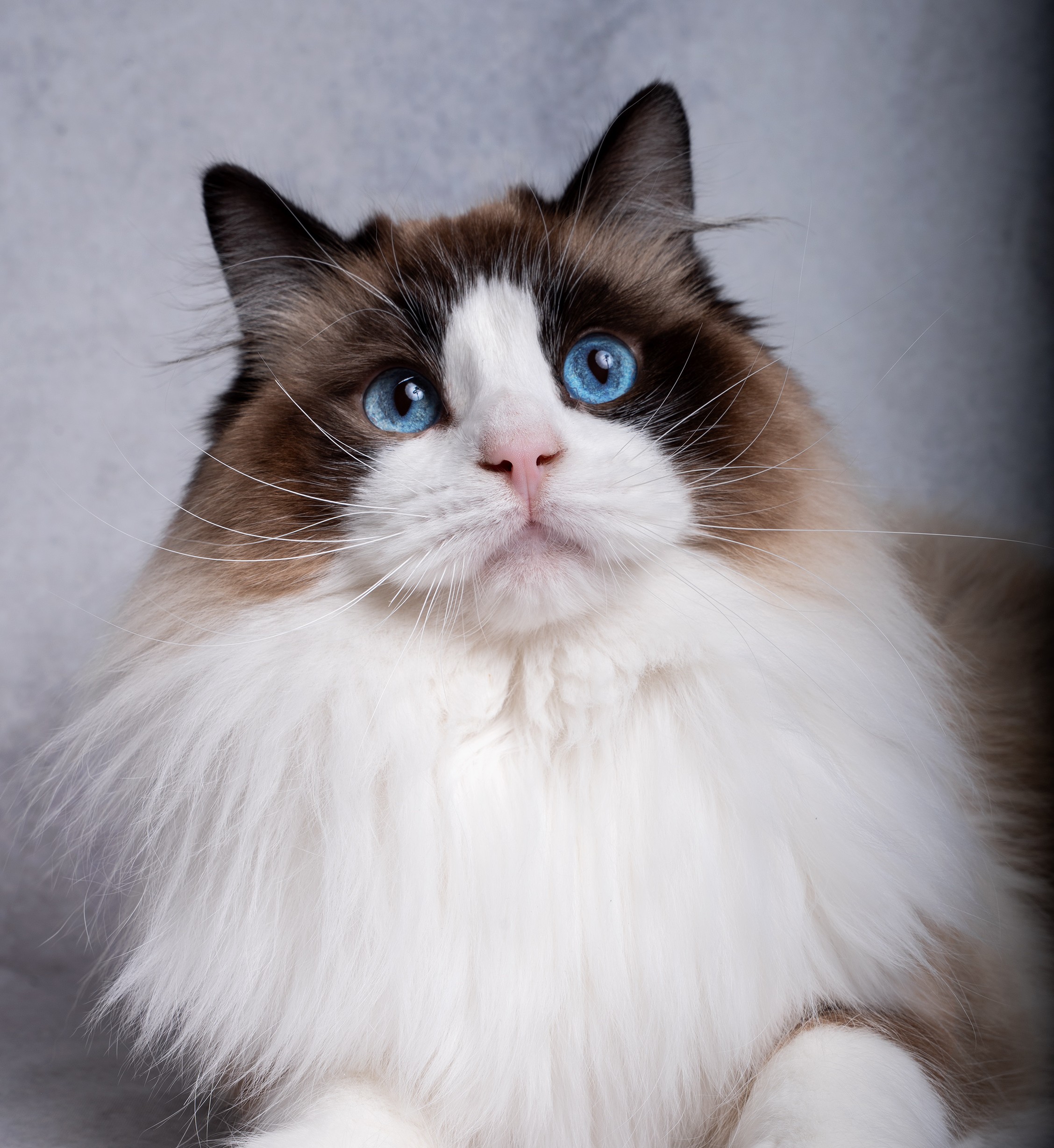 Male ragdoll reproducteur seal bicolore