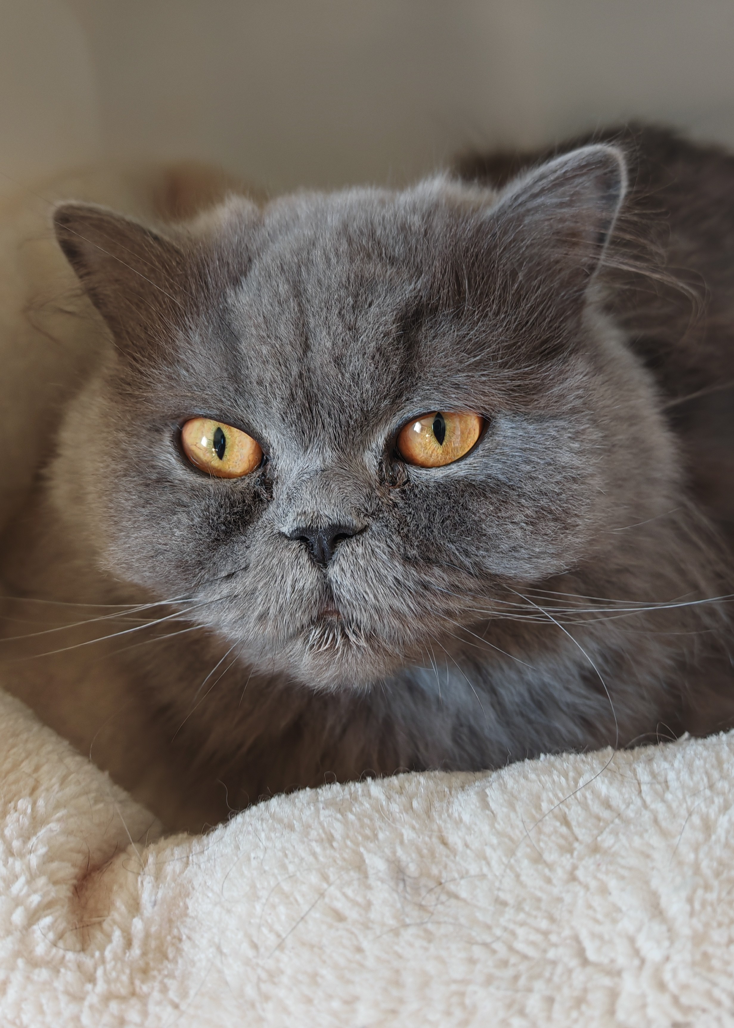 femelle british longhair reproductrice bleue
