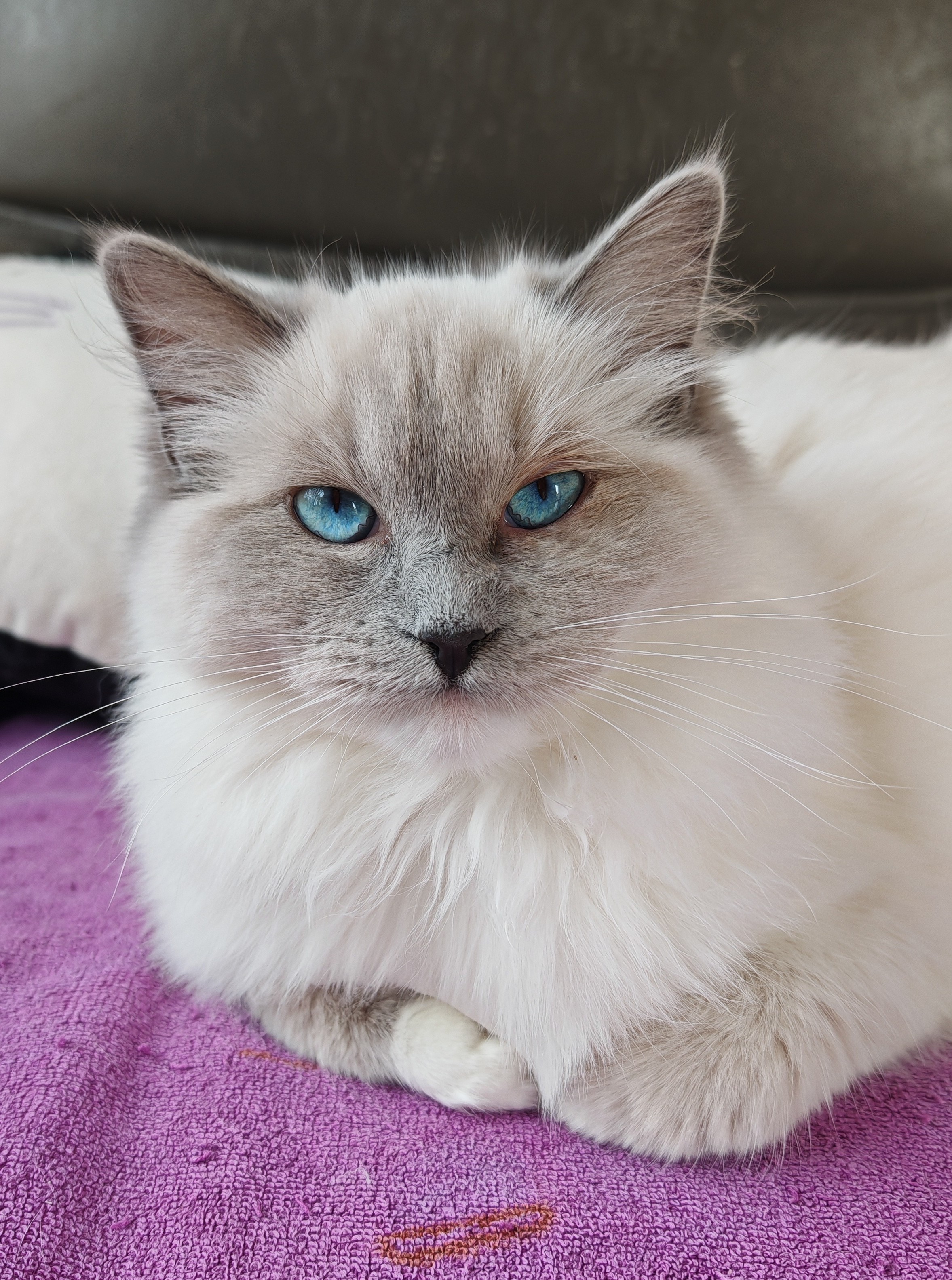 femelle ragdoll reproductrice blue mitted