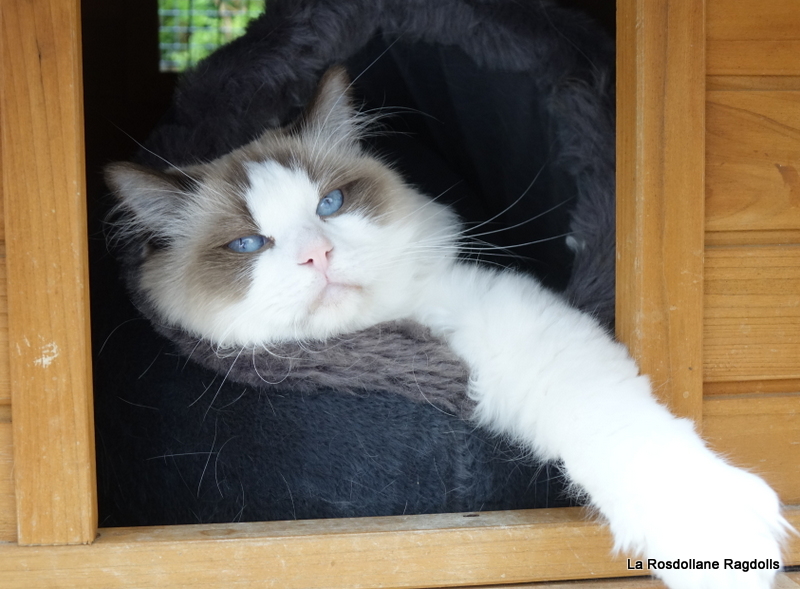 mâle ragdoll chocolat bicolore resting by the door of a shed
