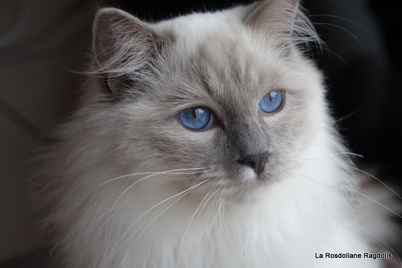 sherlock, ragdoll mâle LOOF