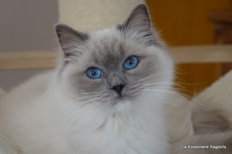 chaton ragdoll blue mitted