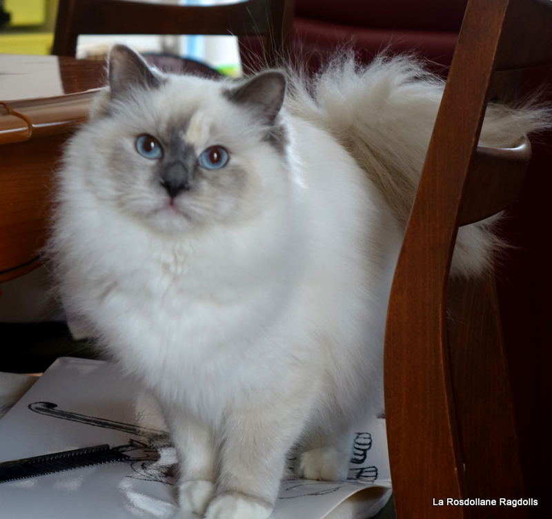 blue creme tortie mitted ragdoll femelle