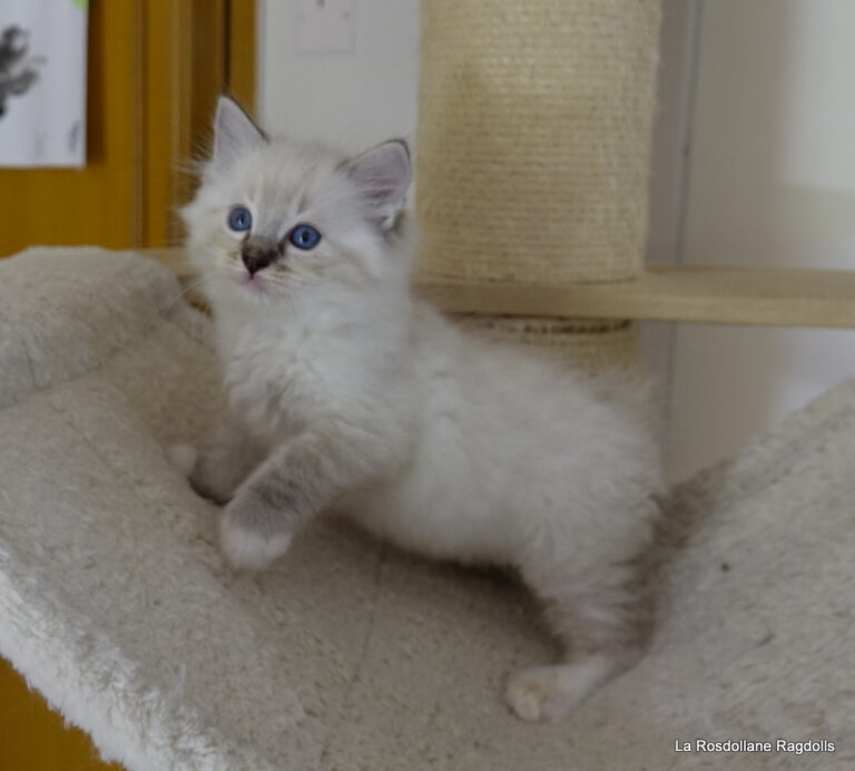 Chaton ragdoll seal tabby point mitted