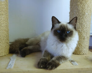 seal point ragdoll femelle