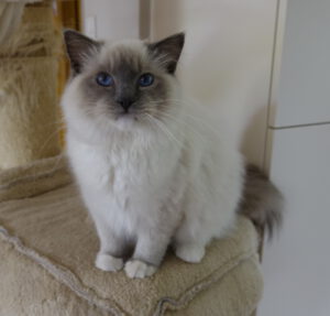 mâle ragdoll blue mitted