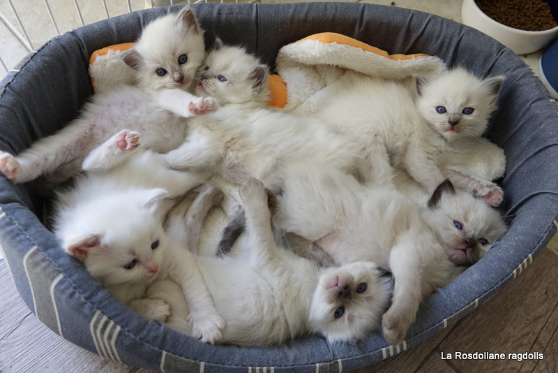 basket of ragdoll kittens