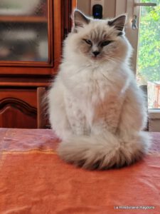 blue point mitted ragdoll