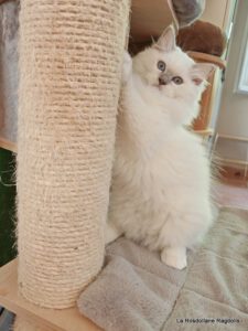 chaton ragdoll lilac mitted