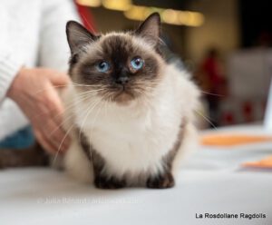 seal point female ragdoll