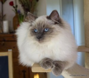 blue point femelle ragdoll