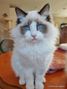 seal bicolore mâle ragdoll