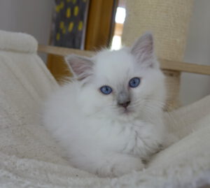 lilac mitted ragdoll kitten