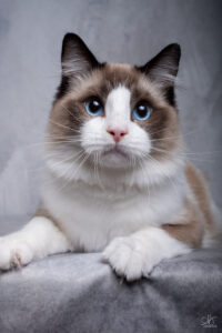 ragdoll stud seal bicolor