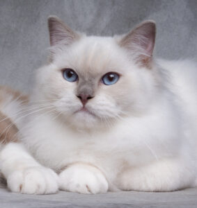 lilac mitted stud ragdoll