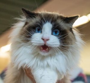 seal bicolore ragdoll stud