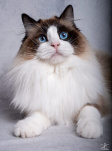 male ragdoll seal point & blanc bicolore