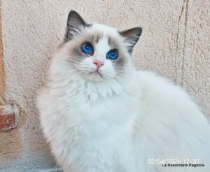 female ragdoll blue point & blkanche bicolore