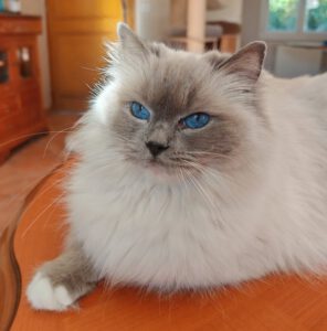 female ragdoll blue point mitted